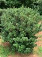 Osmanthus heterophyllus  Gulftide  Online Sale