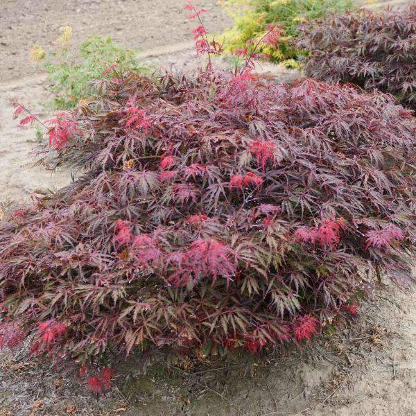 Japanese Maple  Tamukeyama  Online now