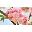 Kwanzan Cherry - Prunus serr.  Kwanzan  Discount