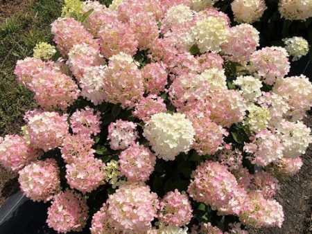 Hydrangea paniculata  Fire Light Tidbit®  Online now