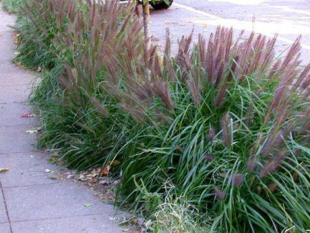 ‘Black Flowering Fountain Grass  - Pennisetum alopec  Moudry  Fashion