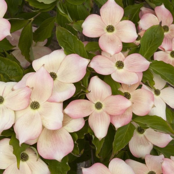 Flowering Dogwood  Stellar Pink  For Sale