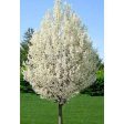 Flowering Pear Tree -  Cleveland Select  Fashion