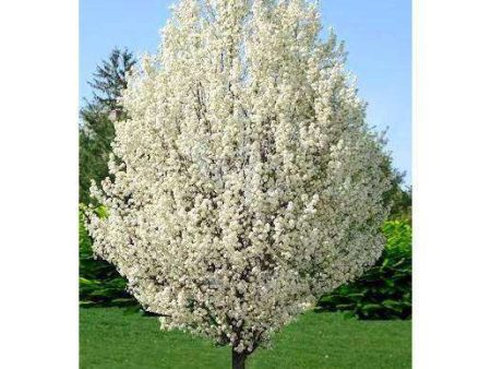 Flowering Pear Tree -  Cleveland Select  Fashion