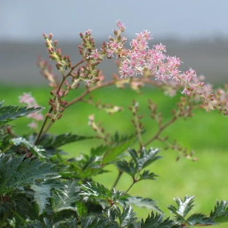 Astilbe simplicifolia  Sprite  For Sale