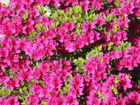 Azalea  Girards Fuschia  Online Sale