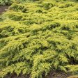 Juniper - Juniperus chin.  Daub s Frosted  Sale