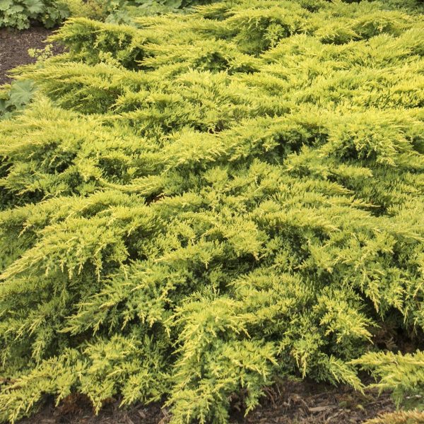 Juniper - Juniperus chin.  Daub s Frosted  Sale