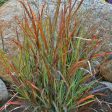 Red Switch Grass - Panicum virgatum Prairie Winds  Cheyenne Sky  Online