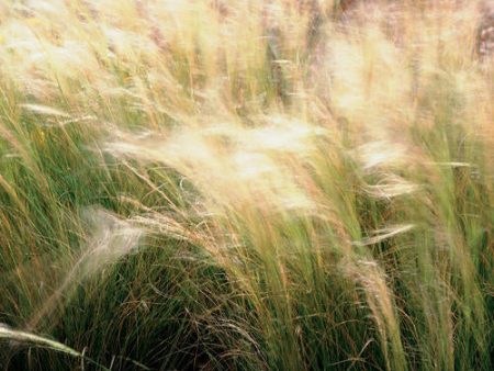 Mexican Feather Grass Online now