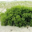 Myrica Pennsylvanica - Northern Bayberry Supply