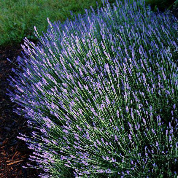 Lavender  Hidcote  Online Hot Sale