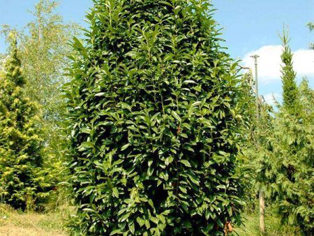 Prunus lauro.  Mariblon  - Mariblon Laurel For Cheap