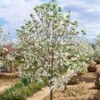 Flowering Dogwood  Cherokee Princess  on Sale