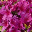 Azalea  Girards Fuschia  Online Sale