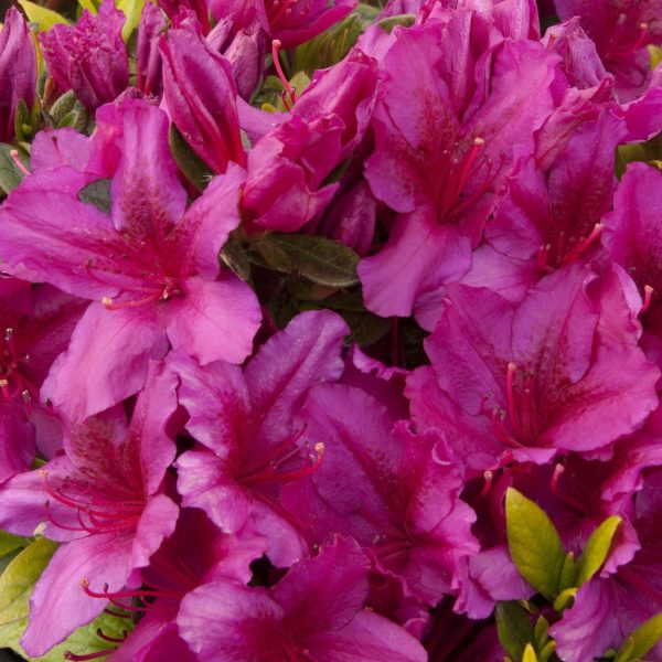 Azalea  Girards Fuschia  Online Sale