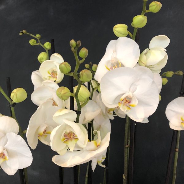 Classic Orchid Bowl Cheap