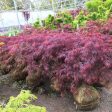 Japanese Maple  Tamukeyama  Online now