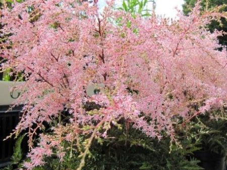 Astilbe simplicifolia  Sprite  For Sale