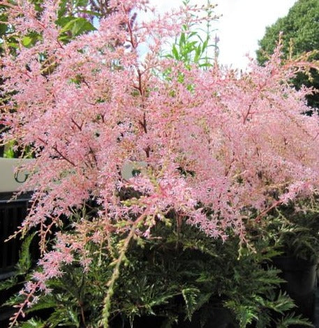 Astilbe simplicifolia  Sprite  For Sale