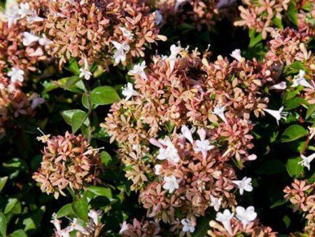 Abelia  Rose Creek  on Sale