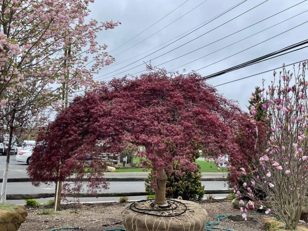 Japanese Maple  Tamukeyama  Online now