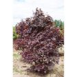 Japanese Maple  Bloodgood  Supply