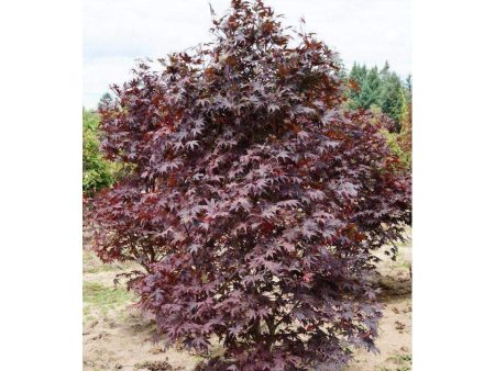 Japanese Maple  Bloodgood  Supply