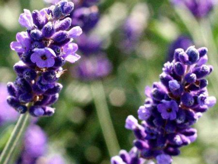 Lavender  Hidcote  Online Hot Sale