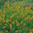 False Indigo - Baptisia Decadence®  Cherries Jubilee  For Sale