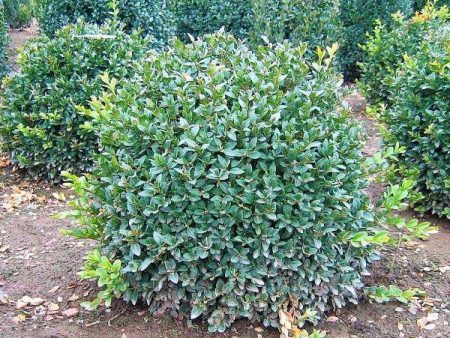 Boxwood  Green Velvet  For Sale