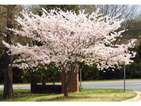 Yoshino Cherry - Prunus x yedoensis Online now