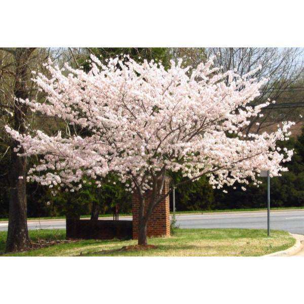 Yoshino Cherry - Prunus x yedoensis Online now