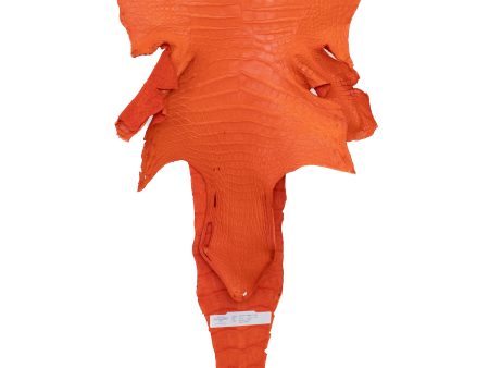 39 cm Grade 2 3 Orange Matte Wild American Alligator Leather - Tag: LA22-0013613 Supply