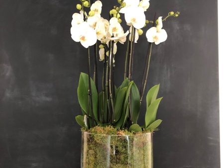 Classic Orchid Bowl Cheap