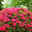 Azalea  Girards Crimson  Online now