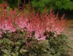 Astilbe  Delft Lace  Supply