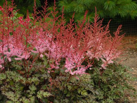 Astilbe  Delft Lace  Supply