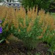 False Indigo - Baptisia Decadence®  Cherries Jubilee  For Sale