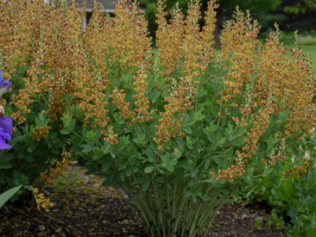 False Indigo - Baptisia Decadence®  Cherries Jubilee  For Sale