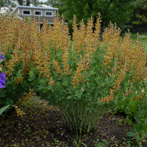 False Indigo - Baptisia Decadence®  Cherries Jubilee  For Sale