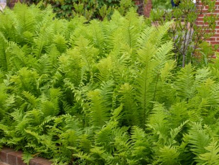 Ostrich Fern - Matteicia struthiopteris on Sale