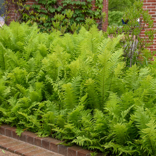 Ostrich Fern - Matteicia struthiopteris on Sale