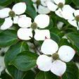 Flowering Dogwood  Kousa  Fashion