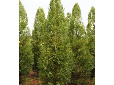 Cryptomeria japonica  Yoshino  For Sale