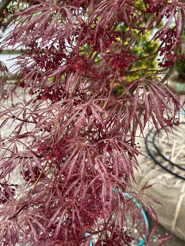 Japanese Maple  Tamukeyama  Online now