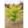 Japanese Maple  Coral Bark  Cheap