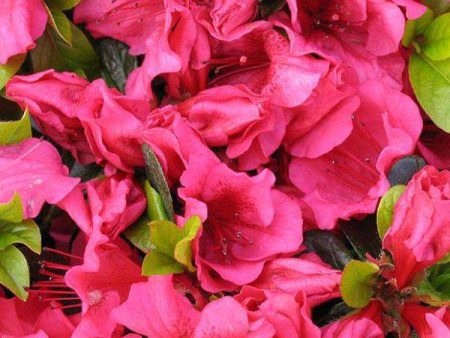 Azalea  Girards Crimson  Online now