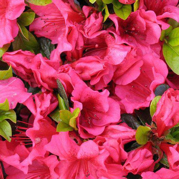 Azalea  Girards Crimson  Online now