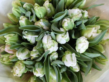 50 Stem Seasonal Tulip Bouquet For Sale